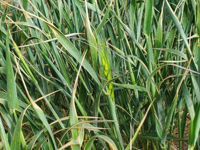 A small percentage of heading in winter wheat was reported in Illinois, Missouri, and North Carolina in USDA's latest crop progress report. (DTN file photo)
