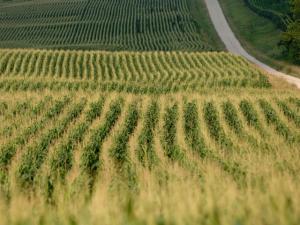 NCGA Asks Trade Commission to Reject Corteva Petition for 2,4-D Duties