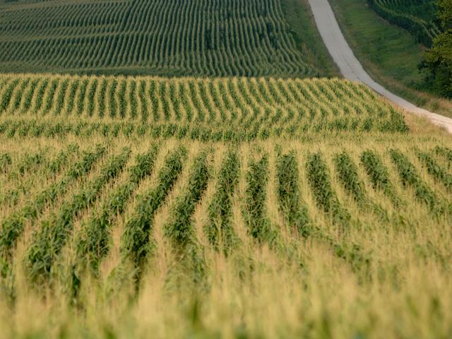 The National Corn Growers Association asked the U.S. International Trade Commission on Thursday to reject a petition to impose antidumping duties on 2,4-D imports from China and India. (DTN file photo)