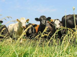Less Drought, More Forage Production Brightens 2024 Forage Outlook