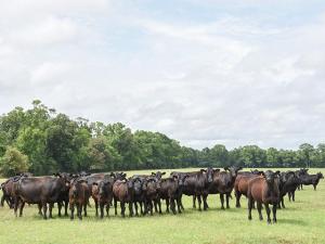 Cattle Producers Deal with Drought, High Input Costs