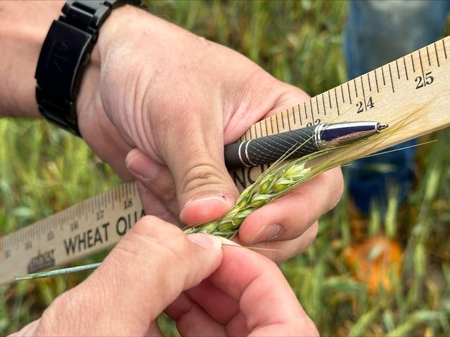 The final wheat head and spikelet counts were made during Day 3 of the Wheat Quality Council's 2024 Hard Winter Wheat Tour. (DTN photo by Jason Jenkins)