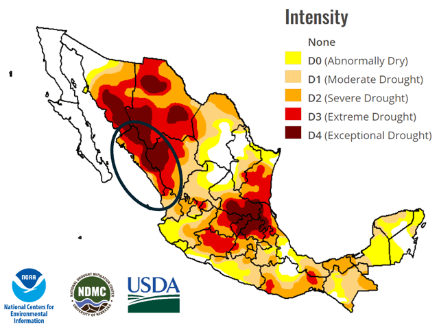 The Mexico drought monitor shows much of the country has severe to exceptional drought. That includes the state of Sinaloa, which normally produces more than 20% of the Mexican crop each year. (NOAA/NCEI, NDMC, and USDA graphic)