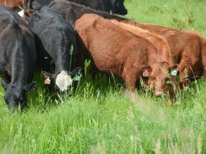 For Optimal Forage Production, Consider Proper Timing of Pasture Turnout