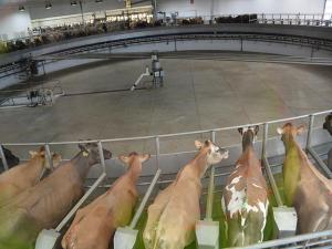 FDA Approves Dairy Feed Additive to Reduce Methane, Create Carbon Credits