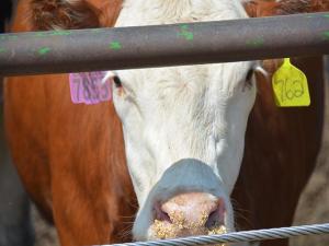 Federal Judge Drops Cow-Calf Producers as Plaintiffs in Price-Fixing Case Against Packers