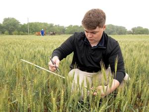 Winter Wheat Tour Estimate Outpaces USDA by 8.5 BPA; Will It Make It to Harvest?