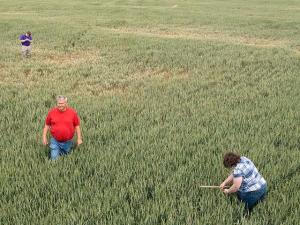 Variability Continues as Day 2 HRW Wheat Tour Averages 42.4 BPA