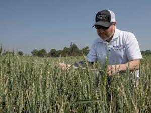 Variable Wheat Still Averages 49.9 BPA on HWW Wheat Tour Day 1