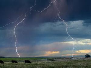 Rancher, Cattle Die From Lightning Strike As Herd Being Fed After Branding