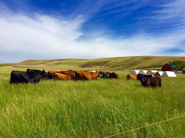 Neiffer Ranch in Lexington, Oregon, is one of many farms in the state that are unable to apply for and receive permits for concentrated animal feeding operations in 2024, as the state has yet to release rules for a new water-permitting program. (Photo courtesy of Neiffer Ranch)