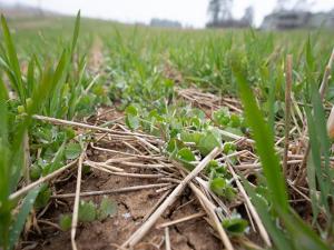 Groups Criticize Cover Crop Requirement for Sustainable Aviation Fuel Modeling