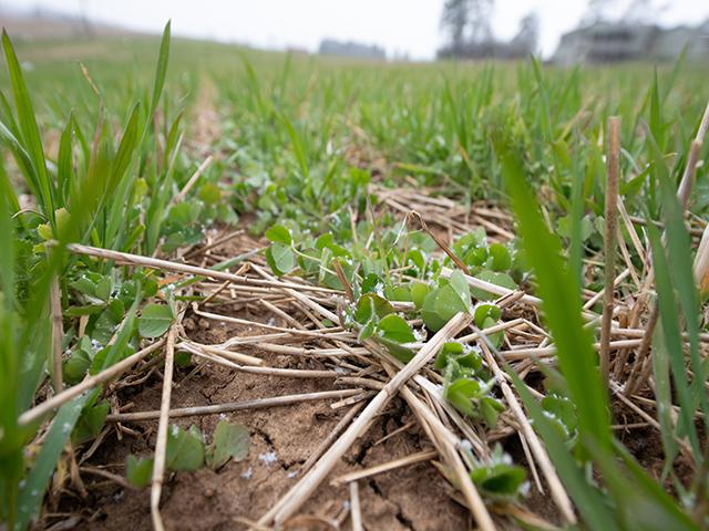 A cover crop mix for a field near Spring Mills, Pennsylvania. The new Treasury guidance for using biofuels to produce sustainable aviation fuel requires both corn and soybean farmers to use cover crops. While praising the use of on-farm practices to lower a biofuel's carbon intensity score, groups also criticized the Treasury rule for penalizing farms that do not use no-till practices or cover crops. (DTN photo by Joel Reichenberger)