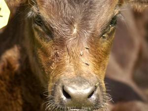 Cattle Need Fly Control at the Proper Time to Prevent Economic Losses