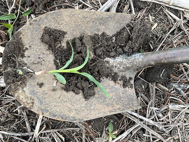 Digging some roots throughout the season tells a tale about whether the corn crop is worth pushing. (DTN photo by Pamela Smith)