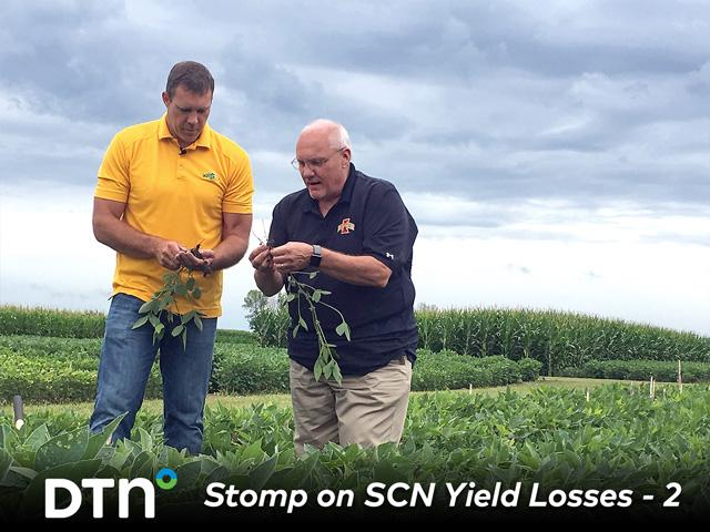 University researchers Sam Markell, left, and Greg Tylka dig up soybean plants looking for the telltale cysts that provide a visual indication of the parasitic worm's presence. They offer a handful of steps that growers can take to reduce SCN's drag on yield. (DTN photo by Pamela Smith)