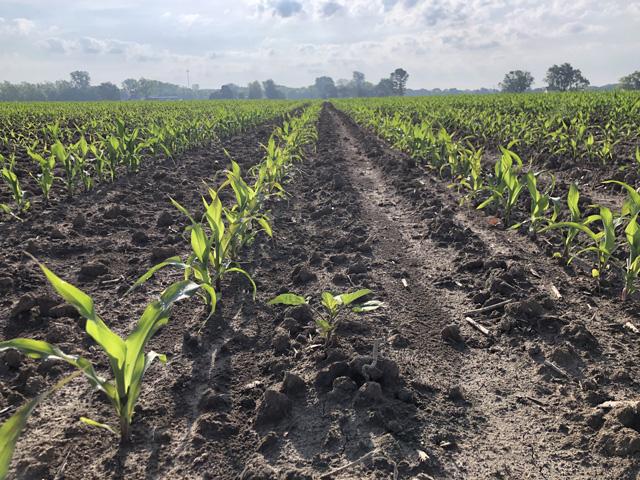 It's been a wet spring for planting for many farmers this spring. Hurry up and wait is the mantra, but keep in mind that grain trading algorithms never get tired. (DTN photo by Philip Shaw)