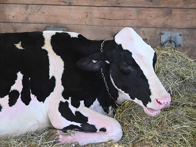 States are releasing information on testing requirements to take dairy cows to exhibitions because of concerns about the spread of H5N1 avian influenza. (DTN/Progressive Farmer photo by Jennifer Carrico)