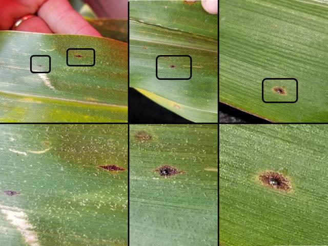 Examples of corn leaves infected by tar spot. The spots (stromata, in black squares) will be embedded in the leaf, raised (bumpy to the touch), and will not rub or wash off. In addition, they may be surrounded by a slight halo. (Photos courtesy of Darcy Telenko, Purdue University)