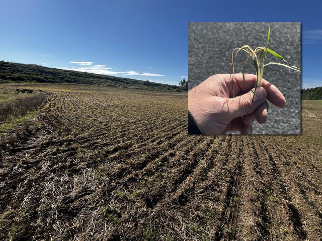 Will this spring wheat make it after two consecutive nights of killing frost? Idaho farmer Dan Lakey hopes the growing point is still viable after a mid-June cold snap. (Photos courtesy of Dan Lakey)