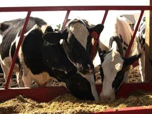 Iowa Testing Nearby Dairy Farms When H5N1 Found; Fair Exhibitors Must Be Tested