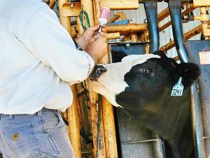 Vaccines Can Help Fight Pinkeye-Causing Bacteria in Cattle Herd