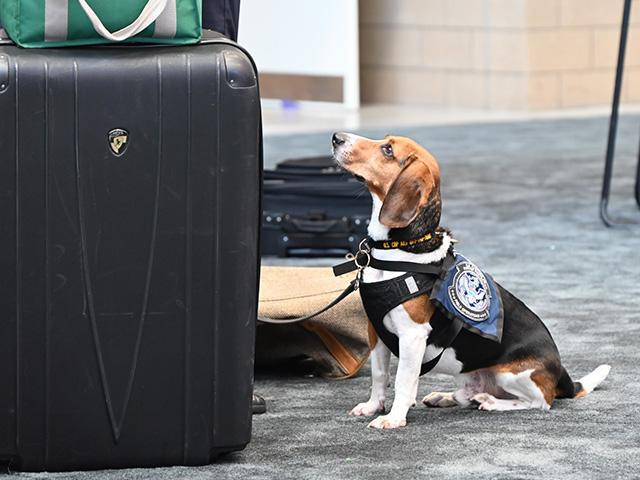 Ozcar is a member of USDA's Beagle Brigade and helps find items coming into the U.S. that could harm the agricultural industry. (DTN photo by Jennifer Carrico)