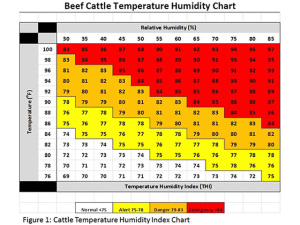 Proper Preparation During Hot Summer Days Can Help Prevent Cattle Loss