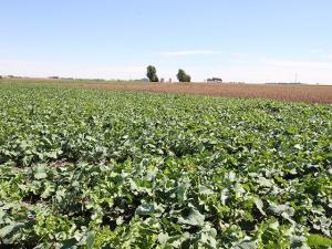 Watch for Spots, Rots and Crazy Top