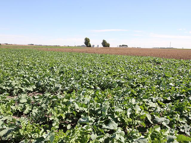 Should you patch in wet holes with cover crops? It's one strategy, but keep an eye on herbicide carryover and other management considerations. (DTN photo by Pamela Smith)