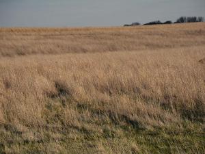 Producers, Landowners Can Sign Up for USDA’s Grassland CRP Through June 28