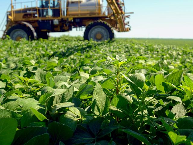 After June 12, farmers in five key soybean-producing states will no longer be allowed to apply dicamba post-emergence over their crop. Final cutoff dates aren't far away. (DTN file photo)