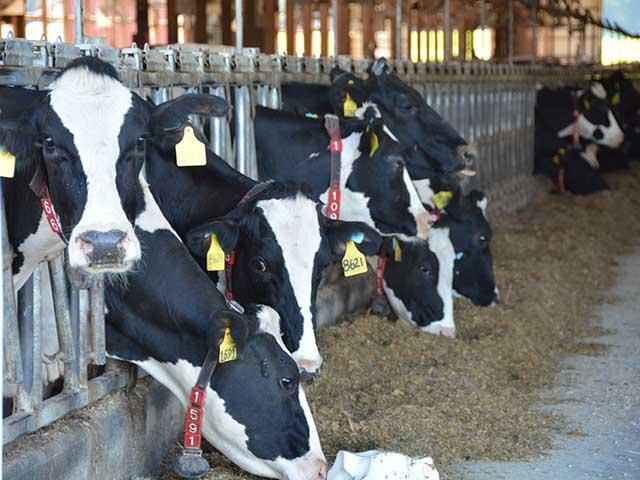 At least 132 dairy farms nationally have been infected in the H5N1 outbreak with roughly one-third of those positive tests coming in the past three weeks. USDA on Thursday announced financial aid payments to farmers for lost production. (DTN file photo by Chris Clayton)