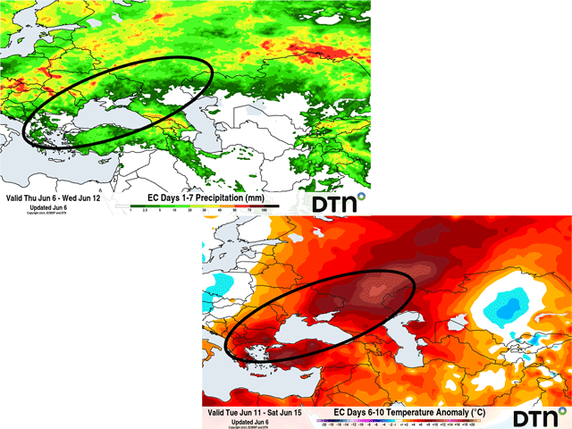 A largely hot and dry forecast continues to impact crop development in the Black Sea region. (DTN graphics)