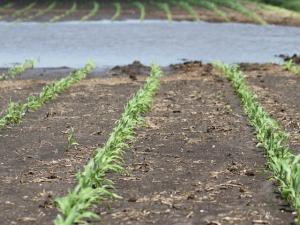Wet Field Conditions Could Lead to Issues With Lost Nitrogen Fertilizer