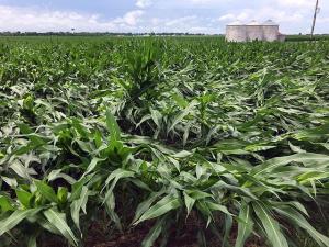 Are Conditions Right for Greensnap in Corn?