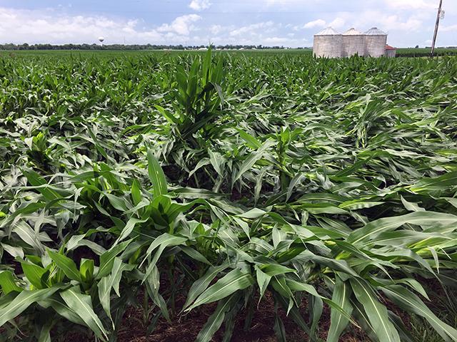 Broken, lodged, pinched stalks? Wind can play havoc with fast-growing corn. (DTN photo by Pamela Smith)