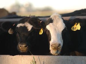 Learn How to Leverage Livestock Insurance (or LRP) to Navigate the Cattle Market’s Ups and Downs