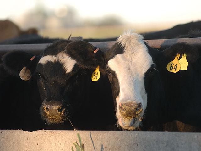 Changes to the rules surrounding livestock risk protection insurance have made it easier and more affordable to access in recent years. (DTN file photo by Jim Patrico)