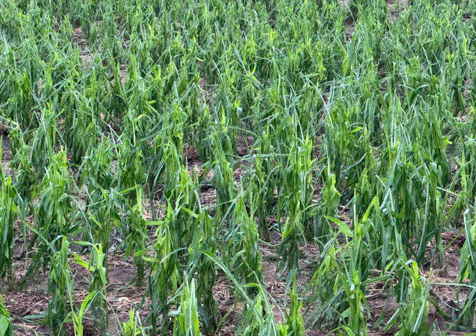 Hail-damaged corn in Stevens County, Kansas. (Photo courtesy of Nick Vos)