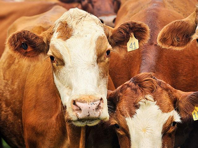 A court case alleging J.R. Simplot is illegally discharging pollutants from a 150,000-head feedlot in Idaho will continue. (DTN file photo by Jim Patrico)