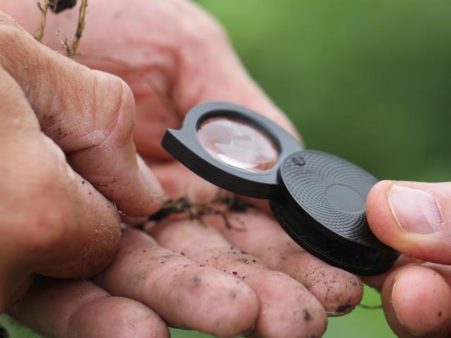 A little digging this time of year can help provide the visual clues that soybean cyst nematode females are feeding on soybean roots. (DTN photo by Pamela Smith)