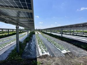 Researchers Look at Ways to Farm as Solar Expands in Rural America