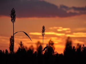 Federal Court Moves Trial of Michigan Farmer Gaylord Lincoln to September