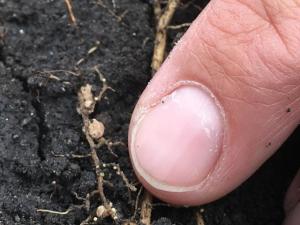 Start Digging for Answers on Nematodes