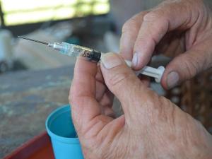 Animal Ag Workers Need to Think Safety When Working With Needles, Drugs