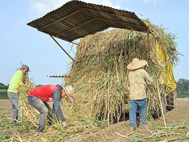 H-2A workers labor in sugar cane fields in Louisiana. The proposed OSHA heat rules would set new requirements for employers regarding rest breaks, water and shaded areas, which would increase depending on the heat index. (DTN file photo by Jim Patrico)