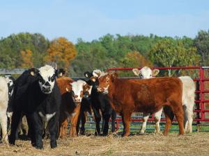 National Beef Packing Company Announces Settlement Reached in Wage Case