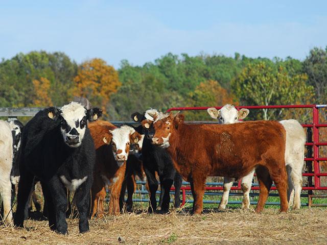 National Beef Packing Company is the latest food company to settle in an ongoing wage-fixing lawsuit. (DTN file photo)