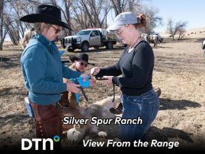 Data Collected on Ranch’s Cattle to Help Make Improvements to Herd